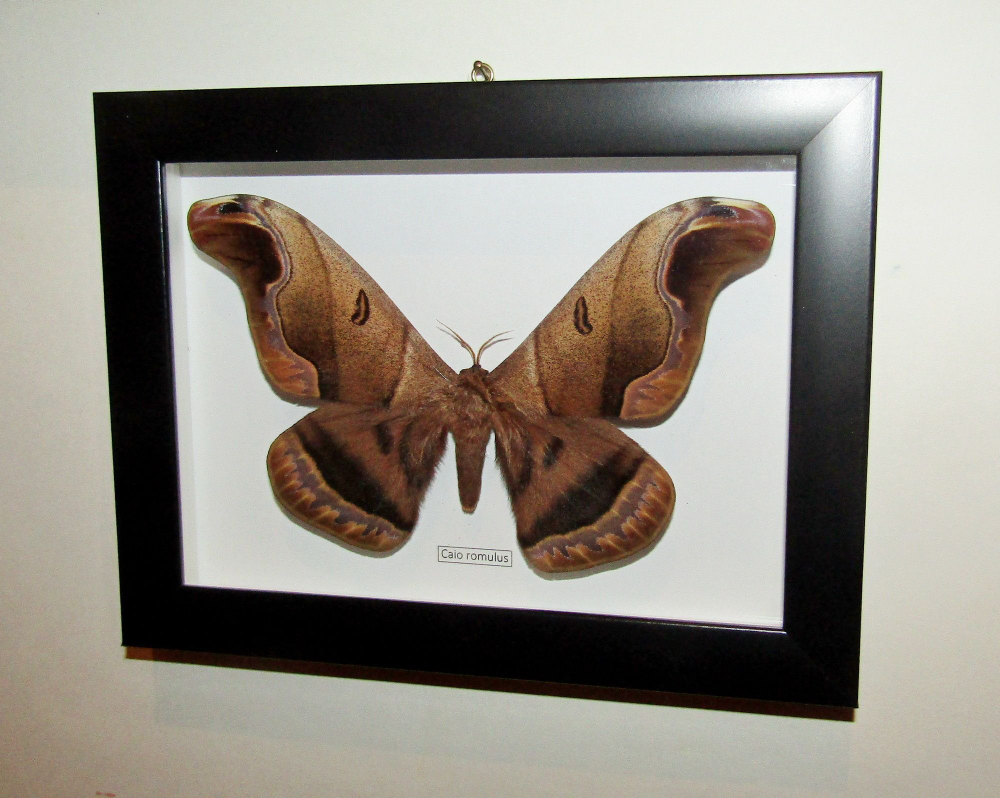 Бабочка Caio romulus в рамке