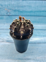 Gymnocalycium Mihanovichii black (Гимнокалициум)