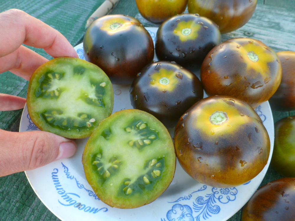 Помидоры - Blue Green Zebra - Сине-зелёная Зебра