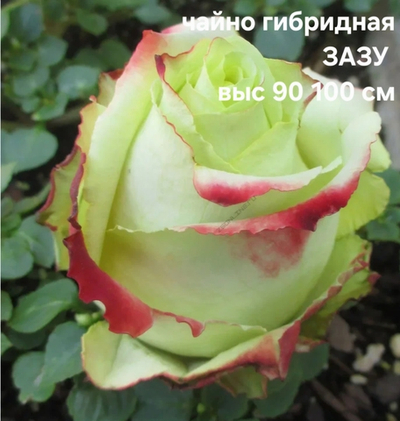 Саженцы роз чайно гибридная ЗАЗУ