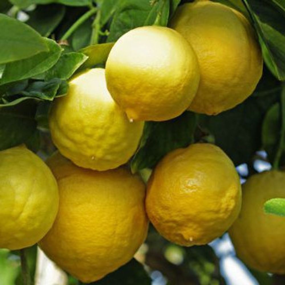 Ташкентский лимон и кумкват