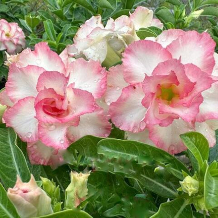 Адениум PHUONG HONG