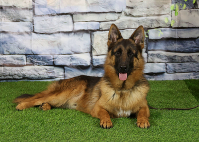 ИСКАНДЕР Из Поместья Боговик - 08.05.2025 д.р.