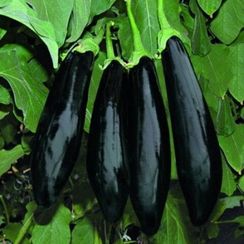 АНАМУР F1 семена баклажана (Rijk Zwaan | Alexagro)