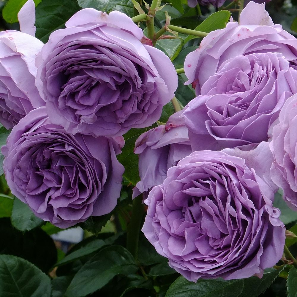 Блю Сторм (Blue Storm)