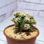 Astrophytum Myriostigma Hakujo Fukuryu (sct29594)