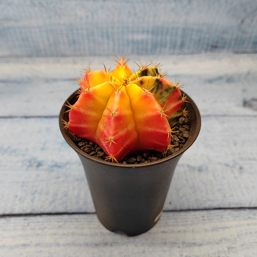 Gymnocalycium Variegata (Гимнокалициум Вариегатный)