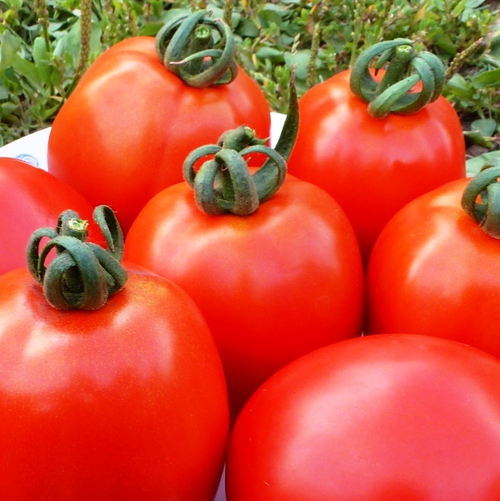 Помидоры Эталон