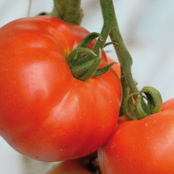 Берберана F1 семена томата индетерминантного (Enza Zaden / Энза Заден)