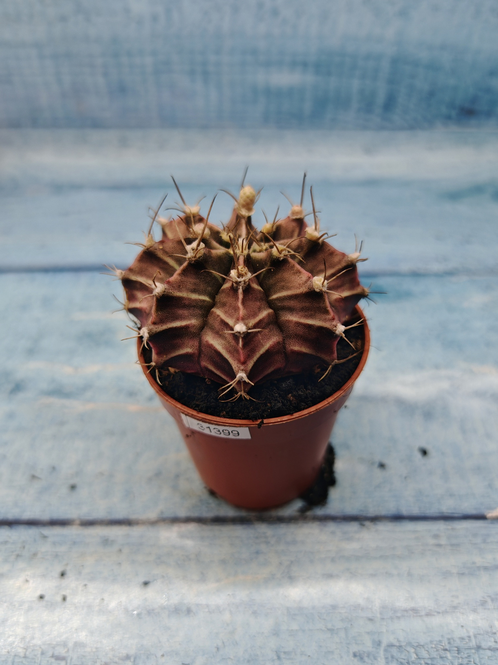Gymnocalycium Friedrichii (Гимнокалициум)
