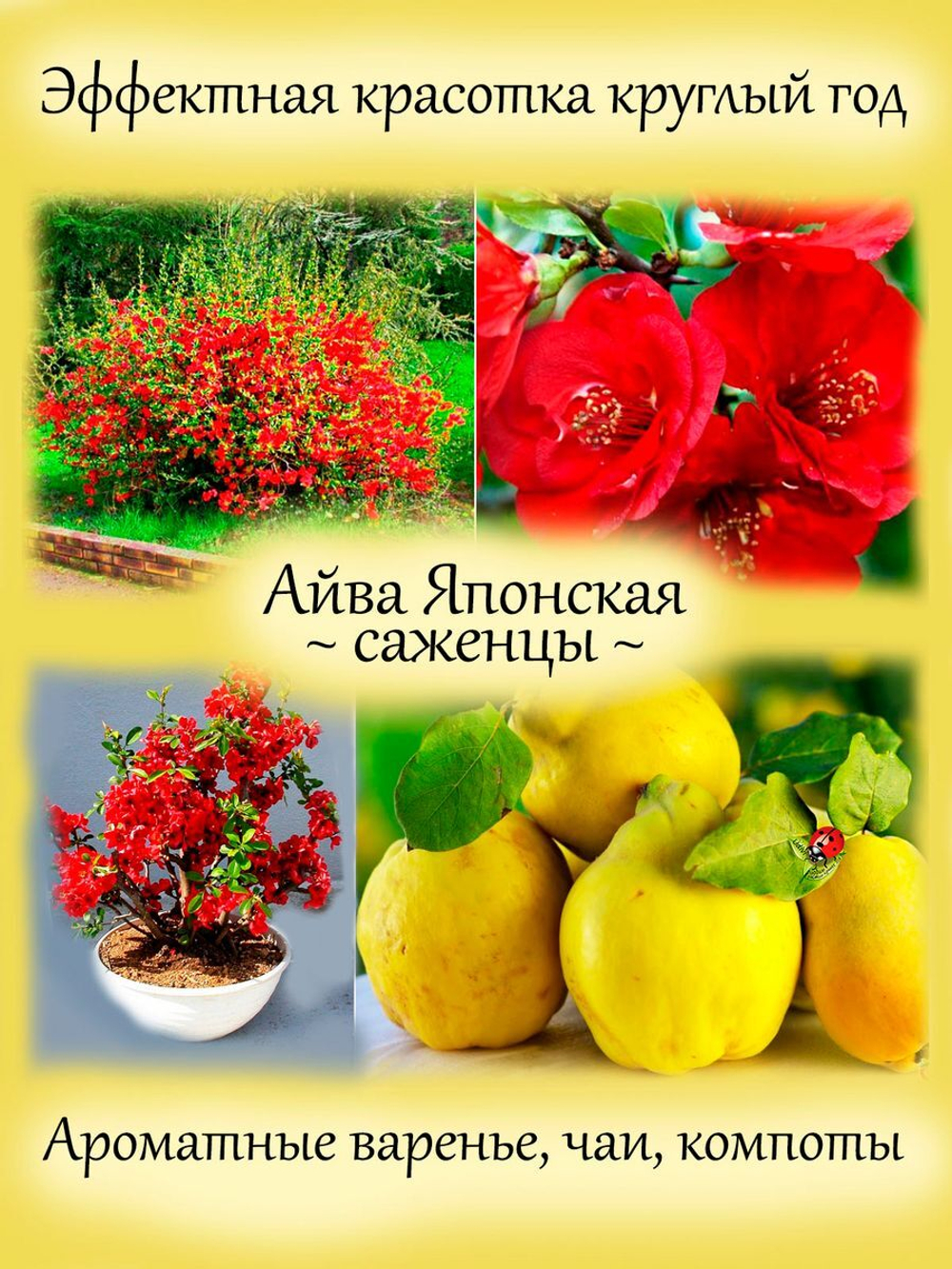 Айва японская Красная Хеномелес съедобная