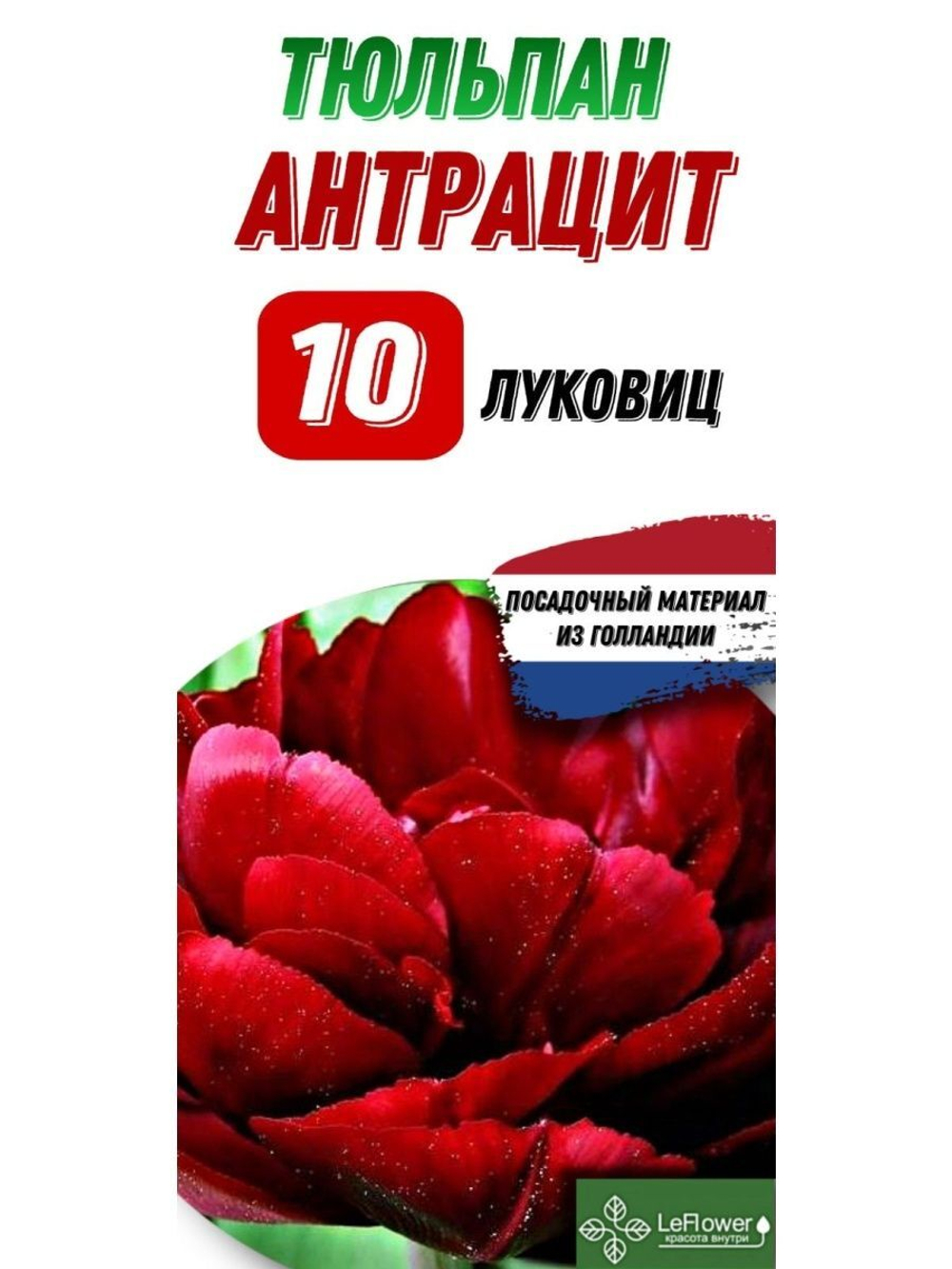 Тюльпан Луковица, Антрацит, 10шт