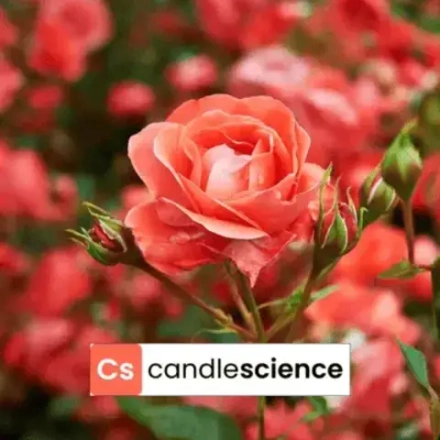 CS - 18 - Bohemian Rose - Богемская роза