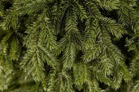 Ель Царская 185см зеленая Triumph Tree