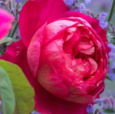 Роза английская Бенджамин Бриттен