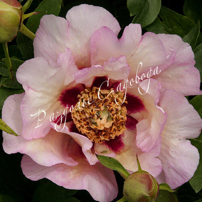 Пион Пастель Сплендор ИТО-гибрид (горшок 5л)