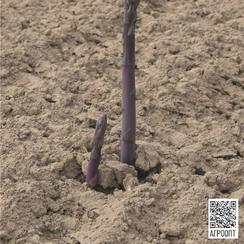 Эразмус F1 семена спаржи (Bejo / Бейо)