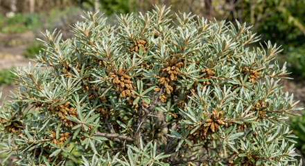 Облепиха мужская "Гном" ЗКС