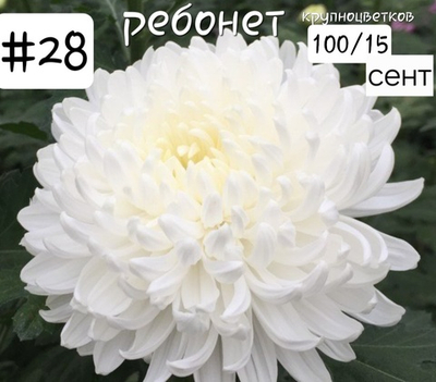 САЖЕНЦЫ ХРИЗАНТЕМЫ № 28 КРУПНОЦВЕТКОВАЯ РЕБОНЕТ