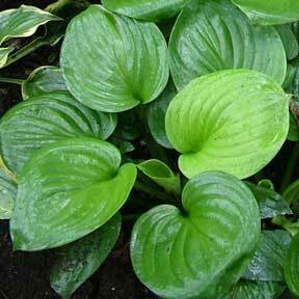 Мохито / Mojito (M) хоста гибридная
