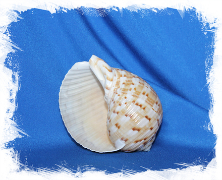 Тонна китайская (Tonna chinensis)