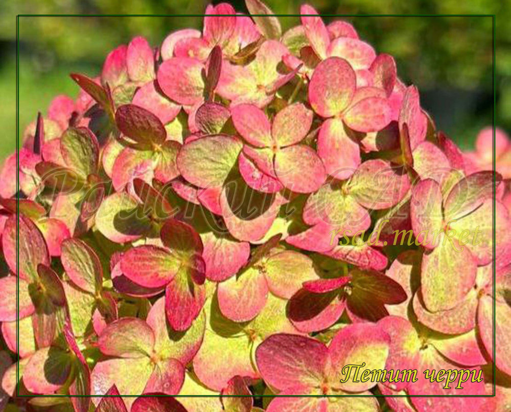 Гортензия метельчатая Петит Черри (Hydrangea paniculata "Petite Cherry")