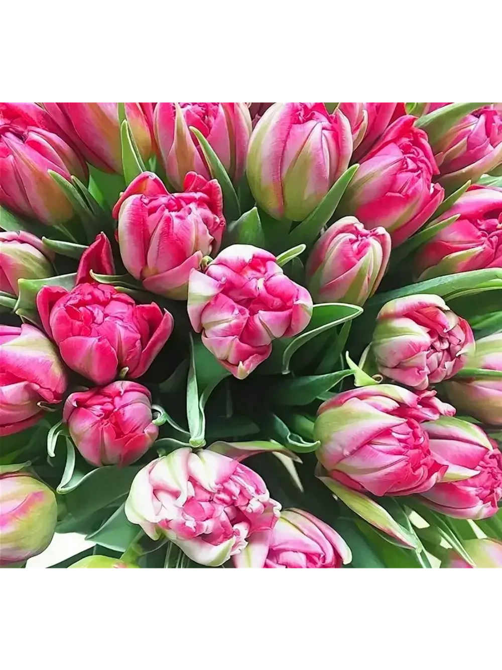 Тюльпаны пионовидные ,луковицы FLASHPOINT оранжевые(4штуки)