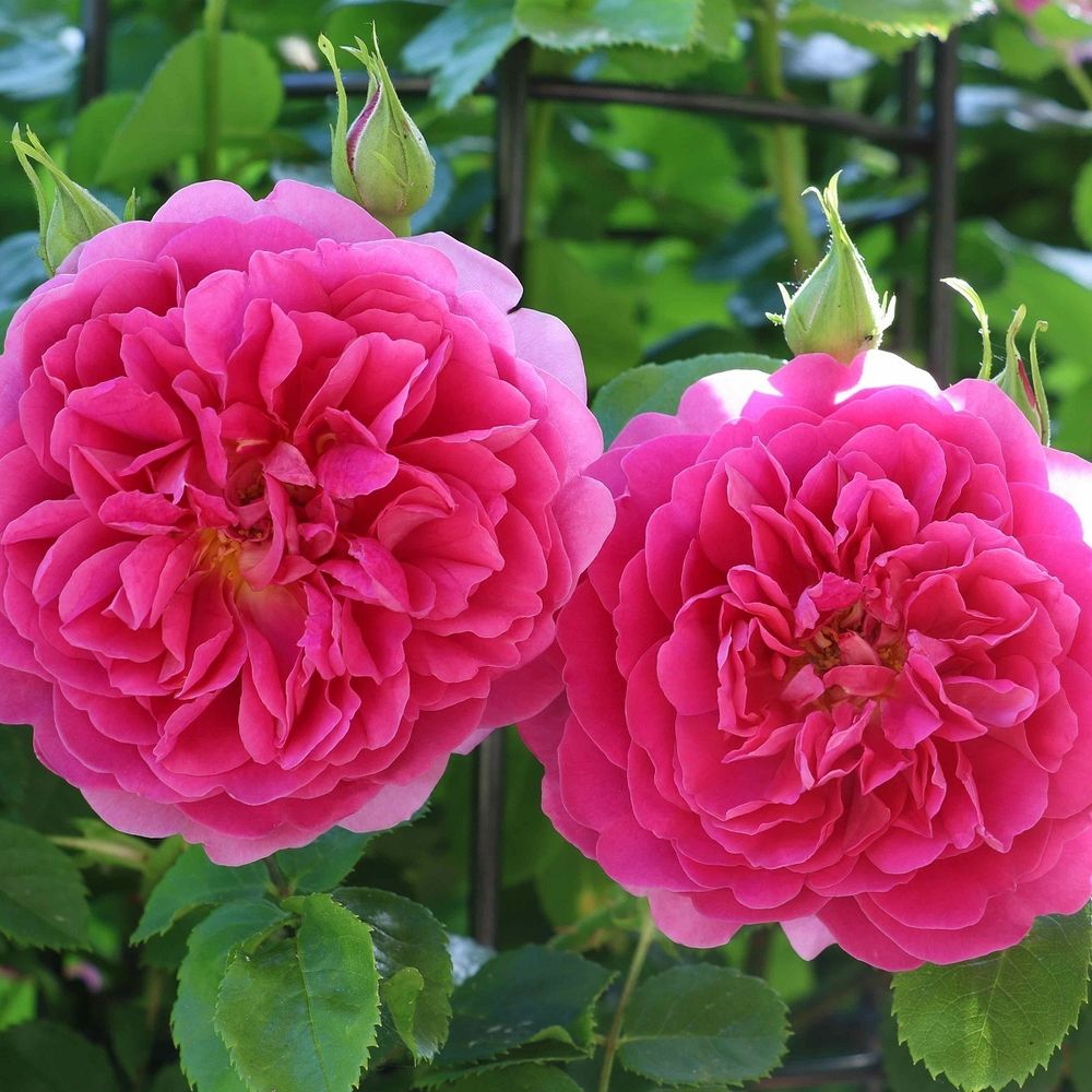 Принцесса Анна (Princess Anne)