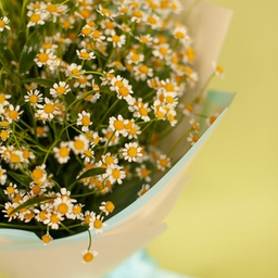 Daisies