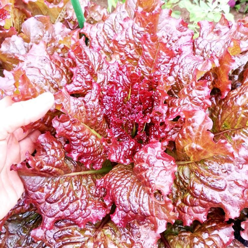 Салат Кровавая Мэри - Lettuce Bloody Mary