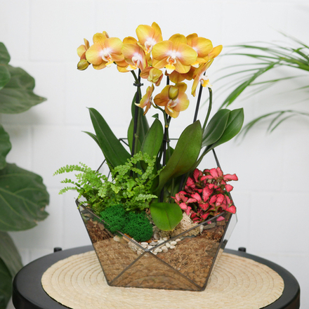 Готовый флорариум с орхидеей Голден Икос L