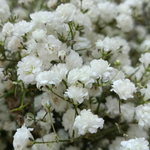 Свадебный букет невесты из белой гипсофилы