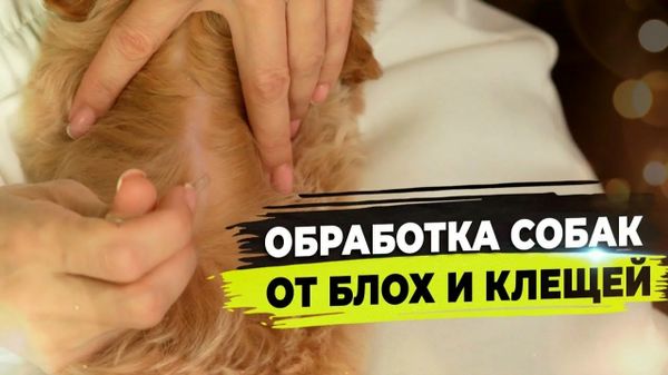 ✅Как правильно обработать питомца от блох и клещей.