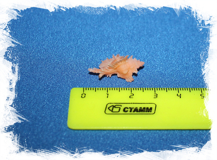 Мурекс орхидифлорус (Chicoreus Orchidiflorus)