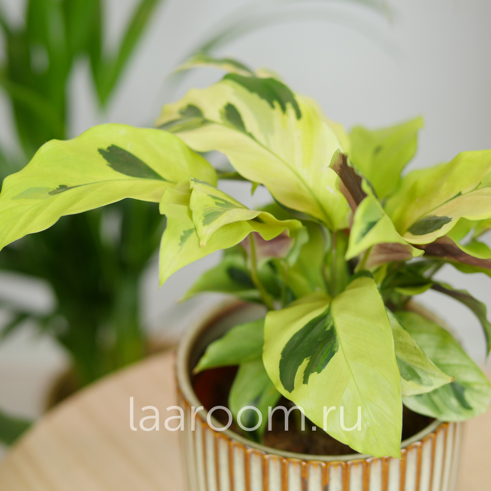 Калатея Фьюжн Еллоу 10/20