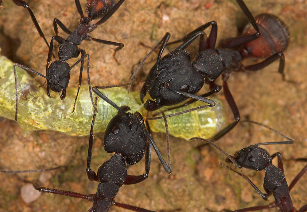 Муравьи Camponotus cruentatus (Крупные африканские муравьи)