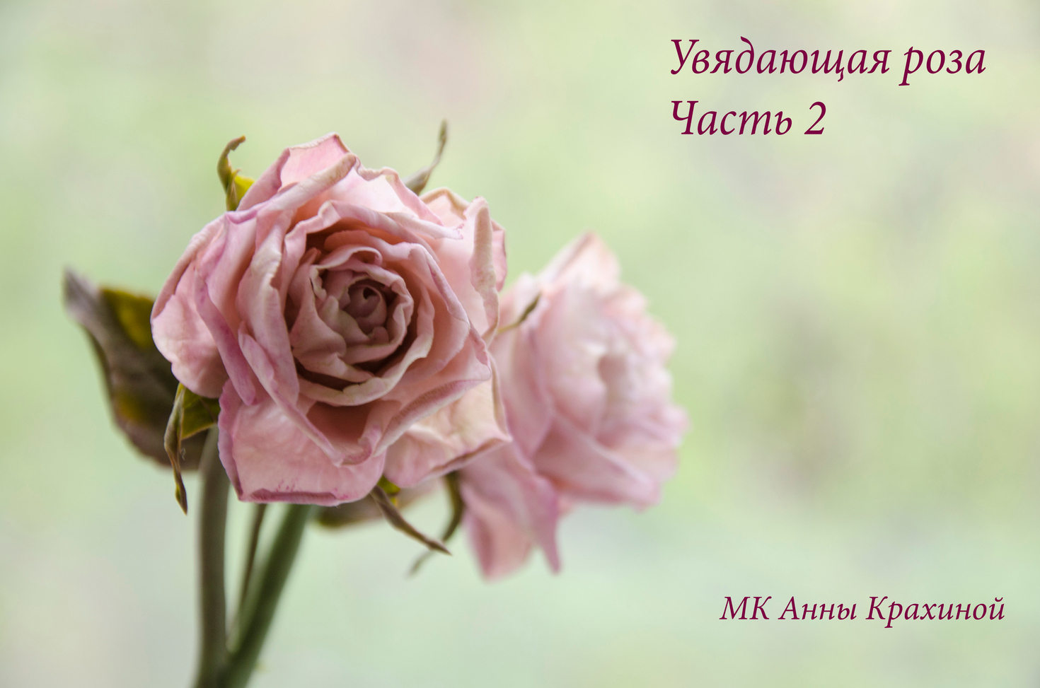 Увядающая роза из холодного фарфора. Часть 2.  МК Анны Крахиной.