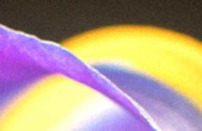 Flowers (Цветы)