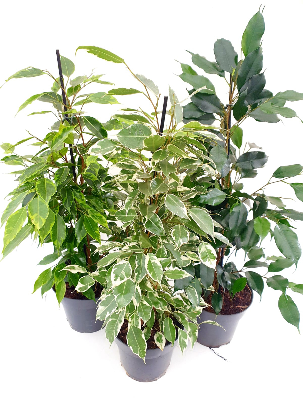 Фикус Бенджамин Микс