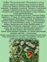 Лофос Белоснежный ампельная глоксиния