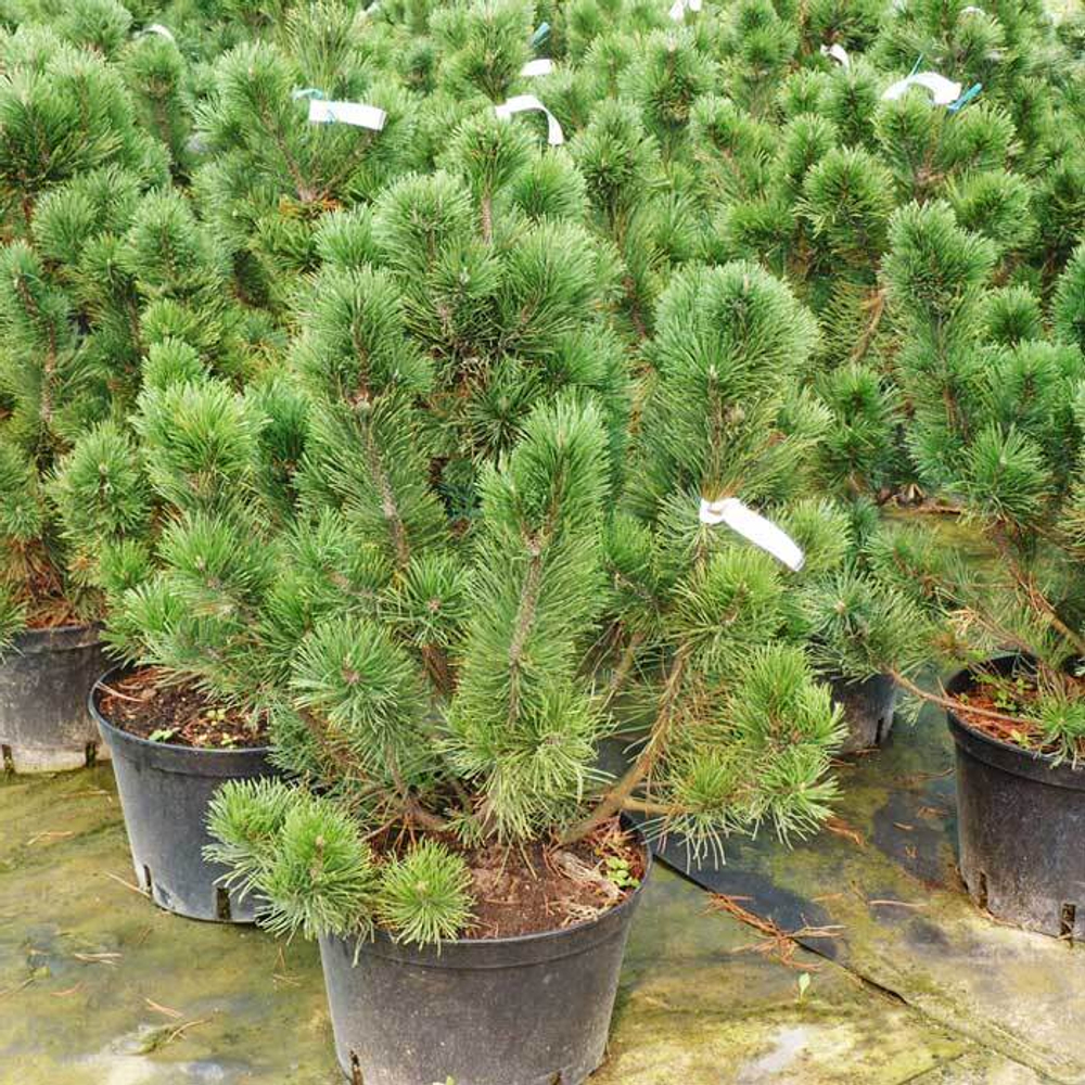 Сосна горная Поль Малетер С5 40-60