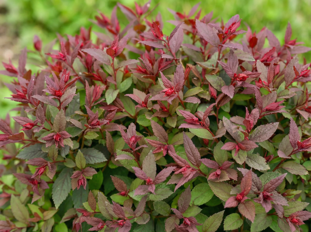 Спирея японская «Merlo Green»