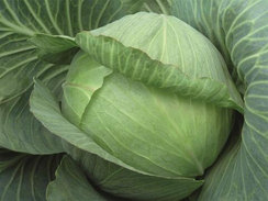 ПАРАДОКС F1 семена капусты белокочанной (Bejo | Alexagro)