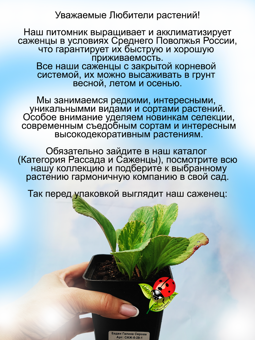 Бадан Галина Серова вариегатный пёстролистный