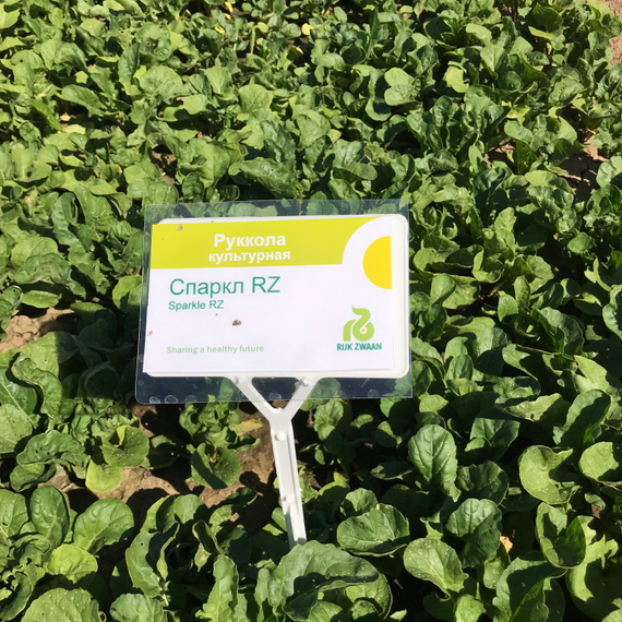 Спаркл семена рукколы (Rijk Zwaan / ALEXAGRO) культура – фото 2