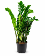 Замиокулькас (Китай)