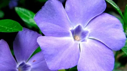 Барвинок (трава)