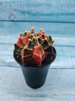Gymnocalycium Variegata (Гимнокалициум Вариегатный)