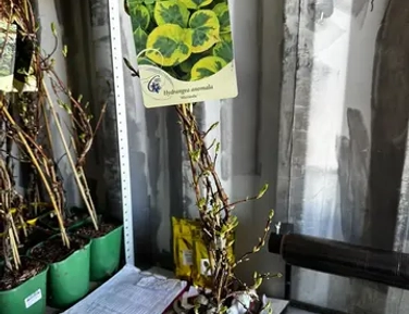 Клематисы весна 2026