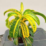 Кротон KHAO GAE